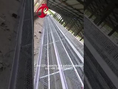 Halbautomatischer Geflügelschichtkäfig 15000 Vögel Manueller Geflügelkäfig In Nigeria Iris