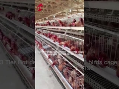 Schichtlandwirtschaft 2 Schicht Batterie Käfig Geflügelhaus Heißtauchen Verzinkter Sand
