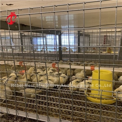Automatische 4 Stufen H-Typ Broiler Hühnerkäfig für Fleisch Hühnerfarm Ada