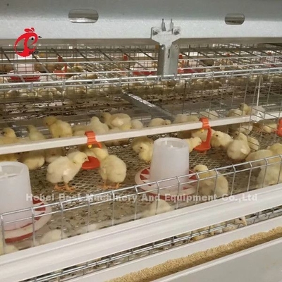 96 Vögel eine Art - 1 - 12 Wochen-Chick Brooder Cage In Chicken-Bauernhof Doris