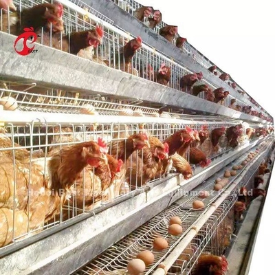 Ein Typ Schicht Batterie Käfig-System in 5000 Eier legen Hühnerfarm Mia