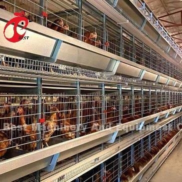 Automatische Hühnerkäfig Ausrüstung für die Fütterung Hopper-Eier Sammlungssystem für 35.000 Vögel Doris
