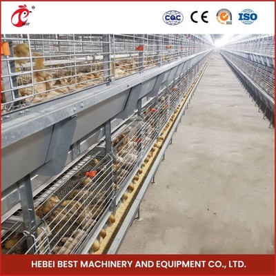 Eine-Tag-alt Vogel-höheres Überleben Rate Ada Schicht-Chick Brooding Cage Equipments 208