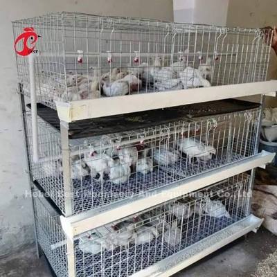 A und H-Typ Broiler Batterie Hühnerkäfig für 45 Tage Broiler Emily
