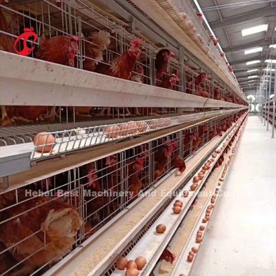 Neues Design H-Typ Automatisches Hühnerkäfigsystem 96-200 Vögel Kapazität für Geflügelzucht Emily Wang