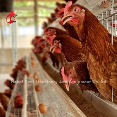 Automatisches Geflügel-Layer Broiler-Farmkäfig-System mit Trink- und Fütterungsgeräten Adela