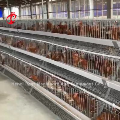 Layer Cage System Perfekte Lösung für die Geflügelindustrie Kapazität 2-4 Vögel/Zelle Adela