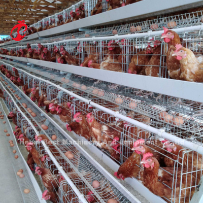 Automatischer 120 Vogel-Geflügelfarm-Schicht-Käfig silberne Adela