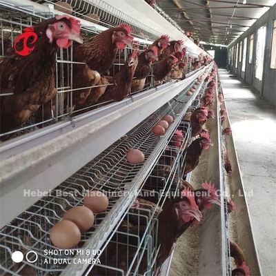 Afrika Hot Galvanized 4 Tiers Geflügel Schicht Batterie Käfig 25 Jahre Lebensdauer zum Verkauf für Schichten Farm Emily