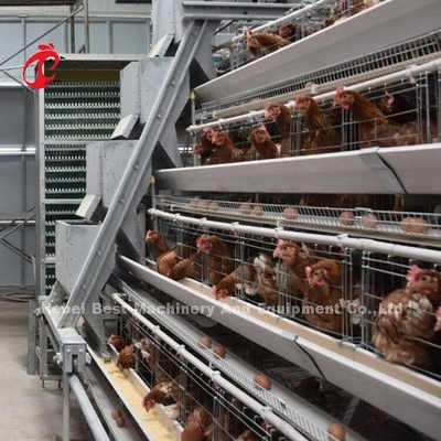 Halb automatischer Geflügel-Schicht-Käfig-Fütterungssystem 1.5KW 380V Doris