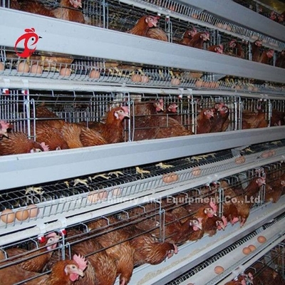 Eine Art Vogel-Huhn der Geflügel-Batterie-120, das Ei-Käfig Afrika Doris legt
