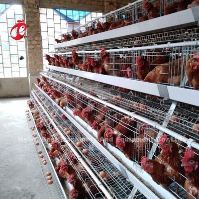 Eine Art Vogel-Huhn der Geflügel-Batterie-120, das Ei-Käfig Afrika Doris legt