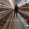 110 kg Hühnerbatteriekäfig mit 450 cm2 Fläche/Vogel Adela