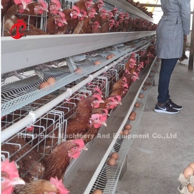 Batterie automatische H-Typ Geflügelkäfig-System heiß verkaufen 240Birds Rose