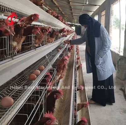 Schicht-Batterie-Preis in Nigeria 12 Vögel des Wochen-Huhn128 spielen die Hauptrolle