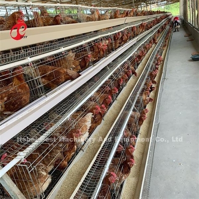 Billiges automatisches Batteriekäfigsystem heißverzinkt 25 Lebensdauer 450cm2 In Nigeria Emily