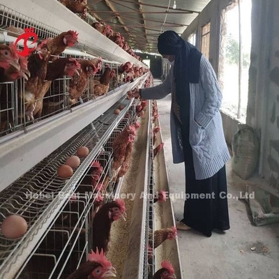 6 Stufen Hühnerkäfig Broiler Geflügel Ausrüstung für optimale Raumnutzung und Automatisierung Doris