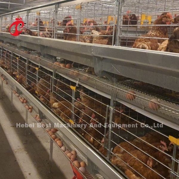 Automatische Art Hühnerkäfig der Schicht-Ei-Sammlungs-A für Geflügelfarm Rose