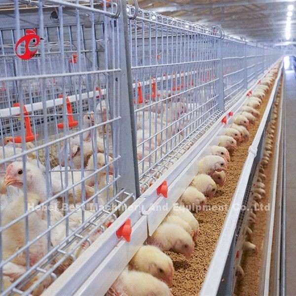 Galvanisierte a- oder h-Art Brathühnchen-Käfig für einen ein-Tag-alt zum erwachsenen Huhn Doris