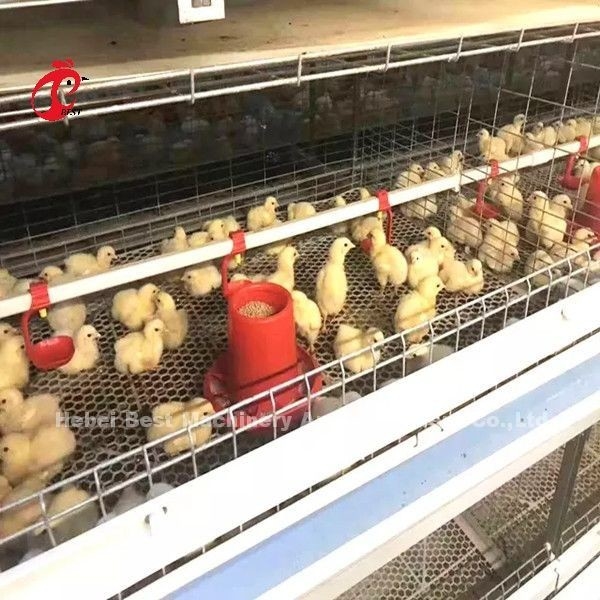 96 Vögel eine Art - 1 - 12 Wochen-Chick Brooder Cage In Chicken-Bauernhof Doris