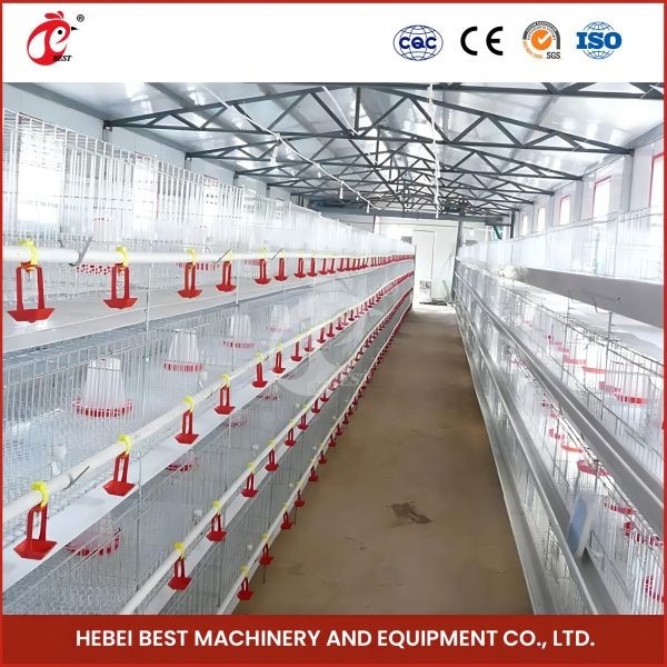 Heiße galvanisierte automatische Länge Mia Hünchen-Baby-Chick Brooder Cages 192 Vogel-1.2m