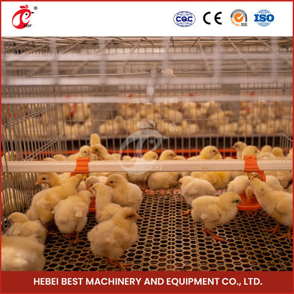 Schicht-Huhnada Geflügelfarm-automatisches Hünchen-Chick Brooder Cage For Days alter