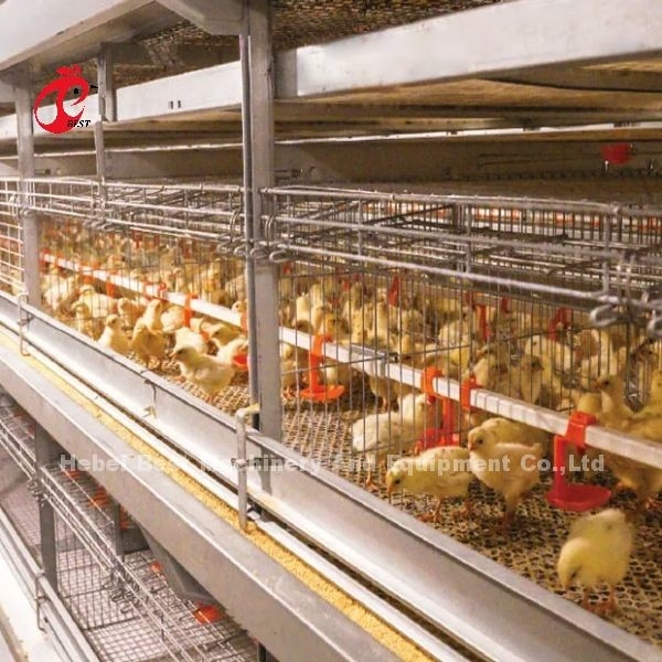 Käfig Draht Durchmesser 2,8 mm-3,5 mm Schicht Landwirtschafts Käfig System mit automatischem Trinksystem Adela