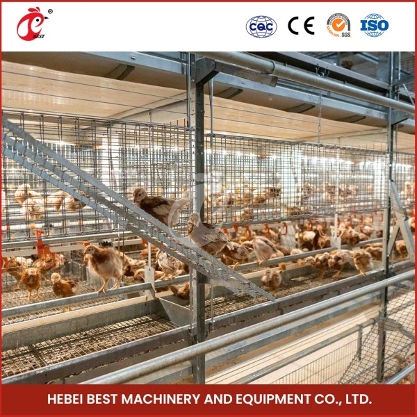 Automatische Hühnerkäfig für Broiler der Typ A Hühnerkäfige für Geflügelzucht Emily Wang