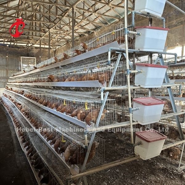 160 Vögel Kapazität Hühnerkäfig 4 Stufe mit Videoinstallation