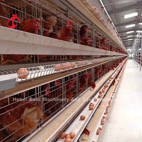 Neues Design H-Typ Automatisches Hühnerkäfigsystem 96-200 Vögel Kapazität für Geflügelzucht Emily Wang