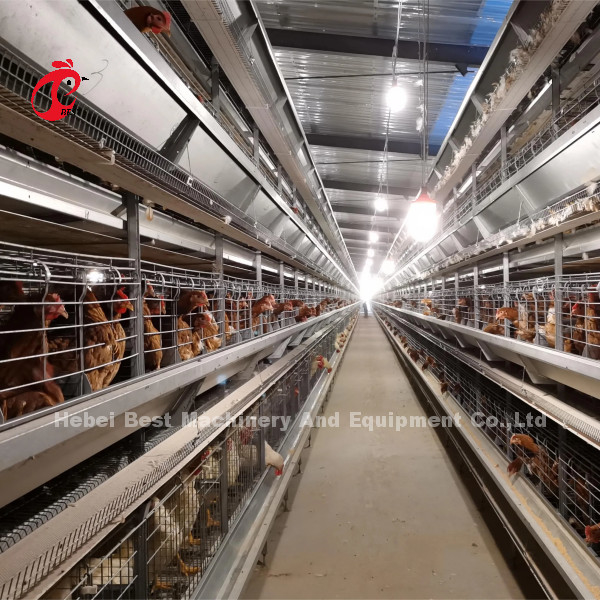 H-Rahmen für 30000 Vögel Geflügelfarm Emily Wang