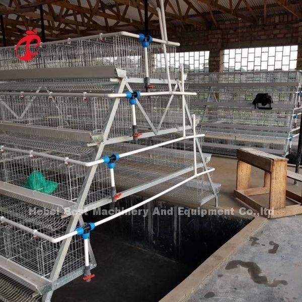Türen des Geflügelzucht-Käfig-System galvanisierte Ei-Schicht-Käfigs 40 in Afrika Adela