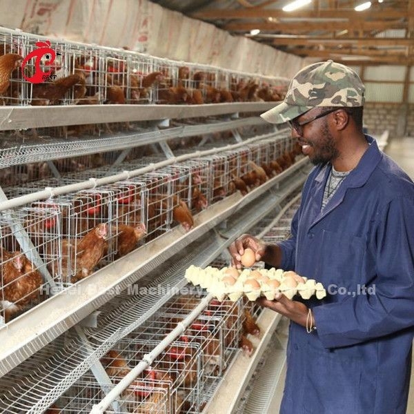 Gut eine Art Vögel des Hühnerkäfig-500 für Schicht-Geflügelzucht-Hühnerkäfig Sandy