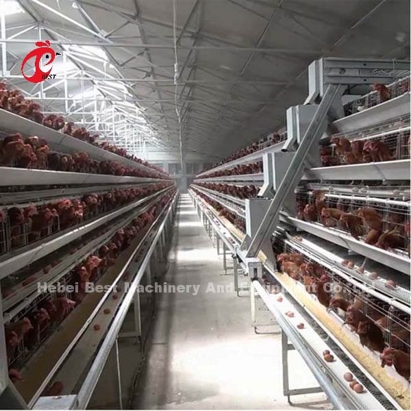 Eine Art automatisches Schicht-Käfig-System mit Geflügel-Ausrüstung in Nigeria-Iris