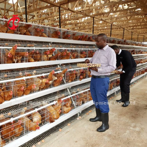 Am beliebtesten Typ A Hühnerschicht Batterie Käfig zum Verkauf in Uganda 20000 Vögel Star