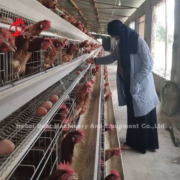 144 Vögel Kapazität H-Typ Schichtkäfig für kommerzielle Hühner Mia