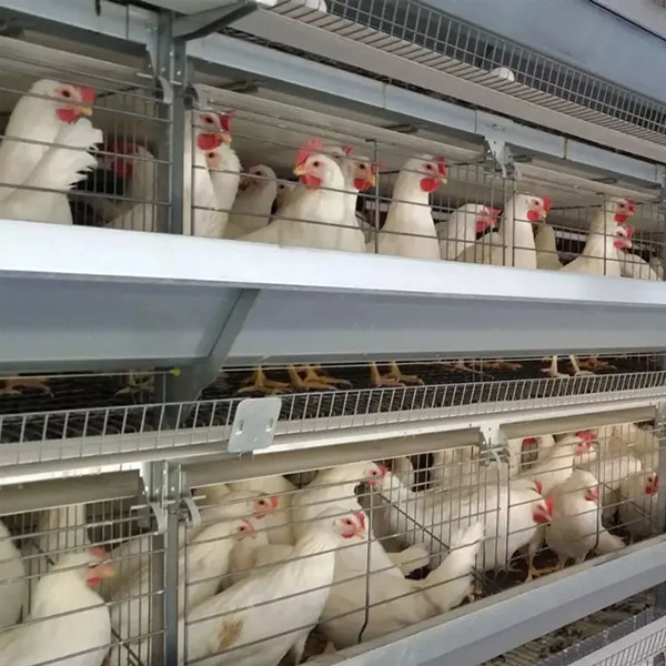 Ausrüstung für Geflügelfarmen H-Typ Batterie Hühnerkäfig für Broiler Mia